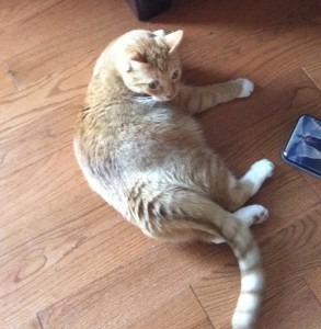 Joe cat