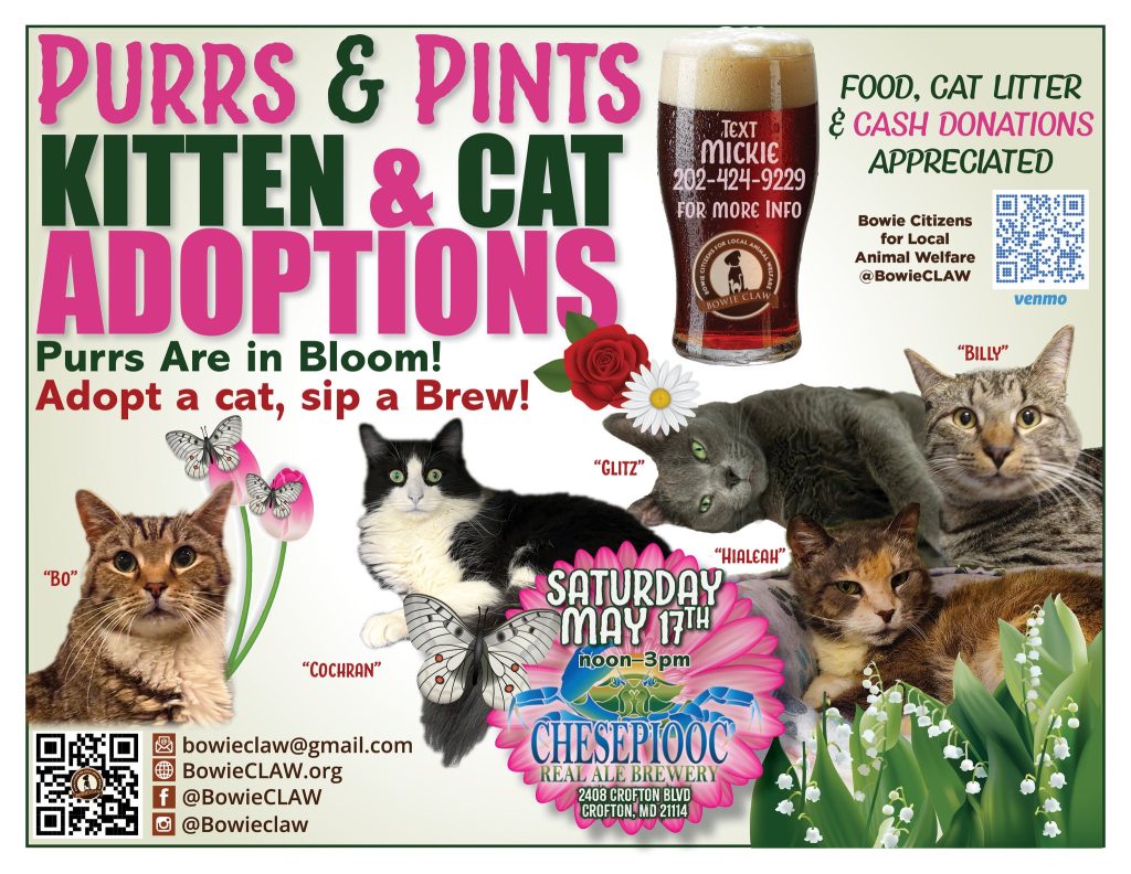Colorful flyer with five cats, beer, flowers, and text promoting “Purrs & Pints Kitten & Cat Adoptions,” happening Saturday May 17th noon–3pm at Chesepiooc brewery. Food, cat litter, and cash donations appreciated.