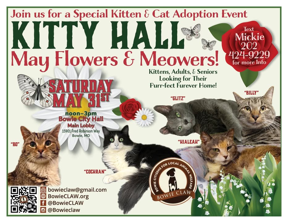 Kitten and cat adoption event flyer featuring photos of six cats with their names, event details for May 31, and contact information. Floral and leaf decorations are in the background.