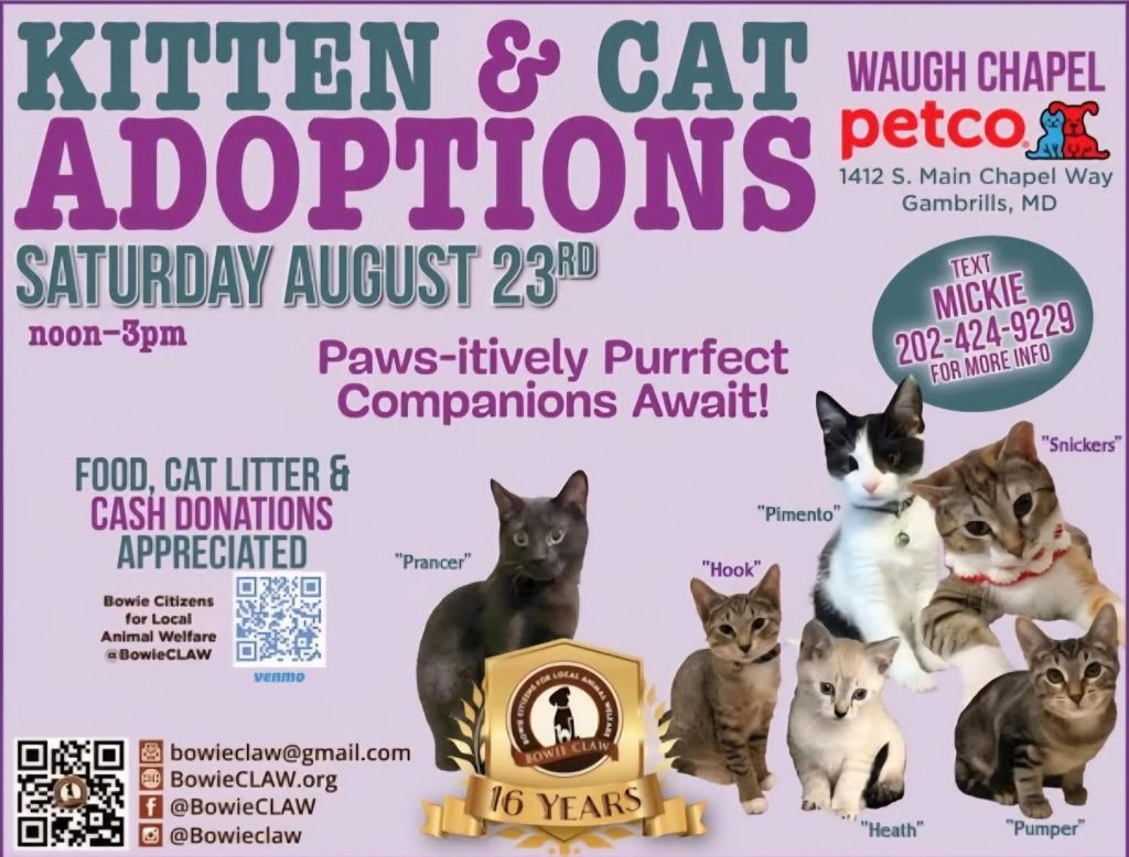 Flyer for a kitten and cat adoption event at Petco, Waugh Chapel in Gambrills, MD on Saturday, August 23rd, noon-3pm. Features photos of adoptable cats and contact info for Bowie Citizens for Local Animal Welfare.