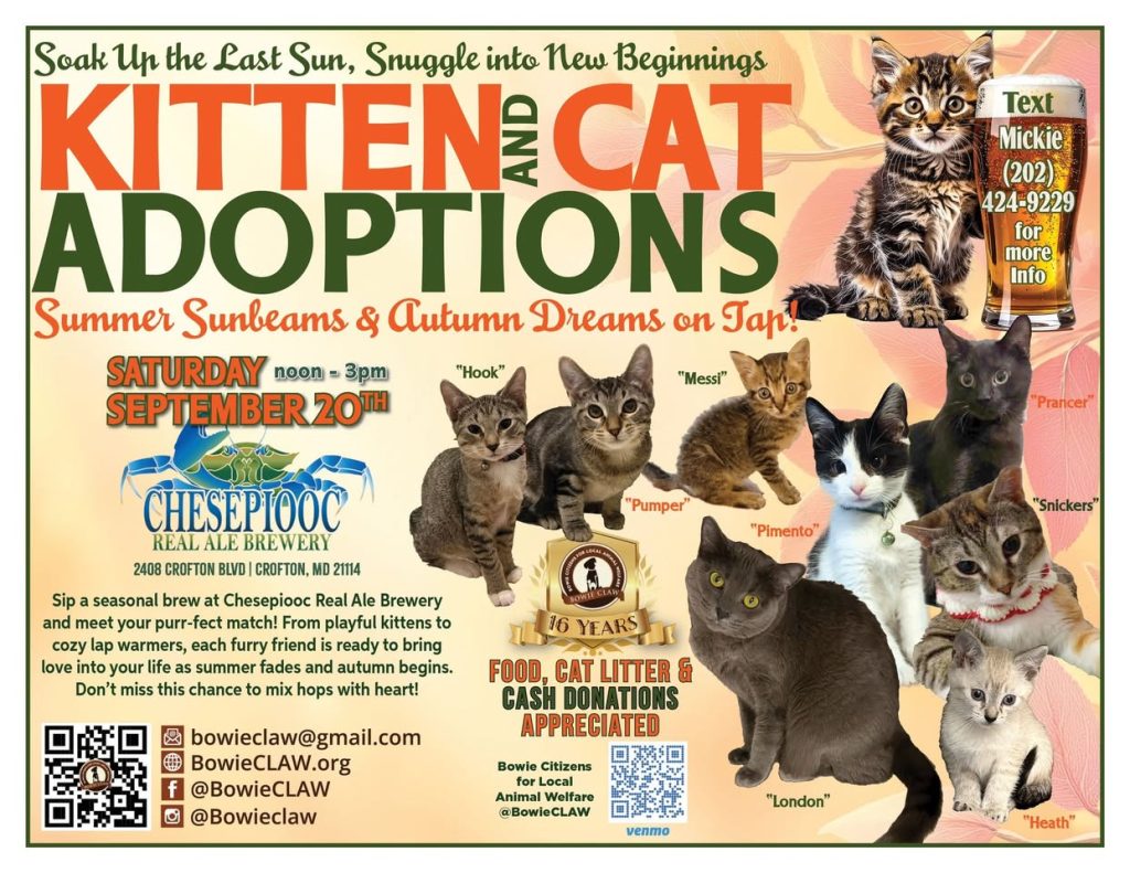 Flyer for a kitten and cat adoption event on September 20th, noon-3pm, at Chesepiooc Real Ale Brewery. Includes images of cats, event details, and contact info for Bowie CLAW. Text encourages pet adoptions.