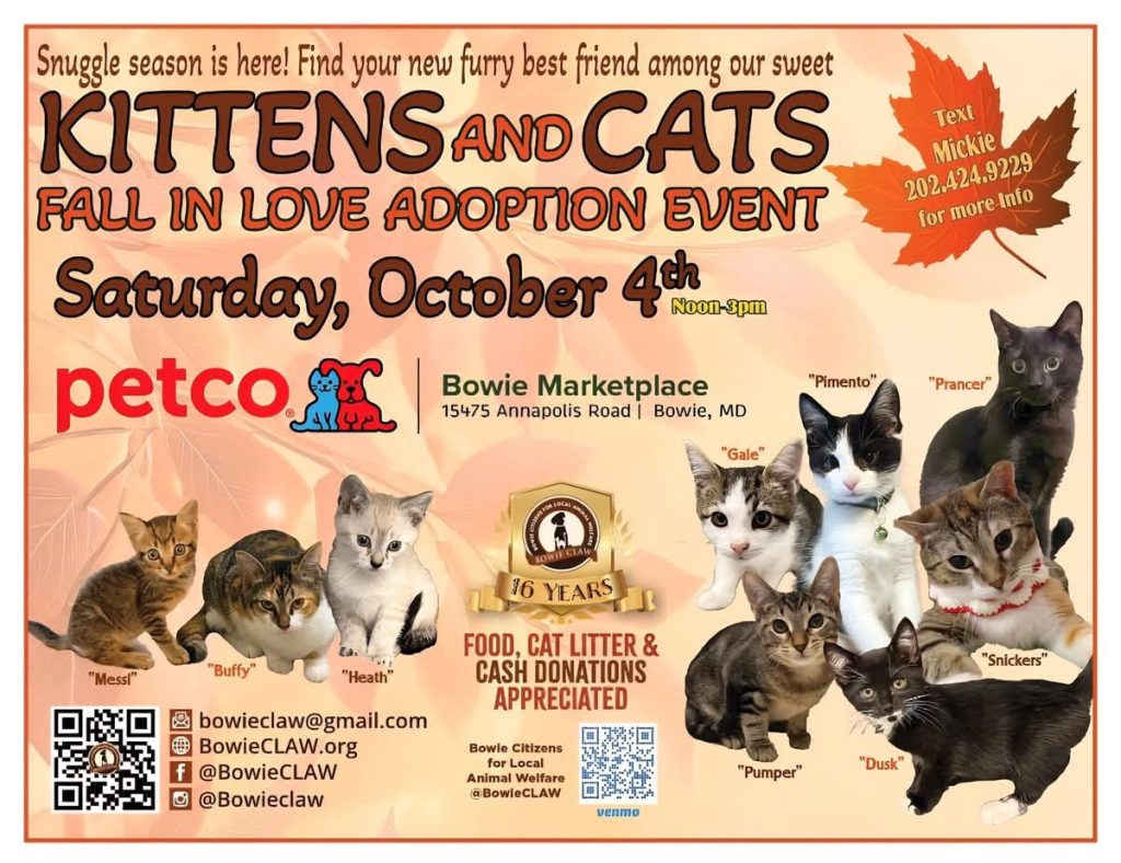 Flyer for a cat adoption event at Bowie Marketplace, hosted by Petco on Saturday, October 4, from noon to 3pm. Features photos of several adoptable cats with their names and event details, plus social media info.