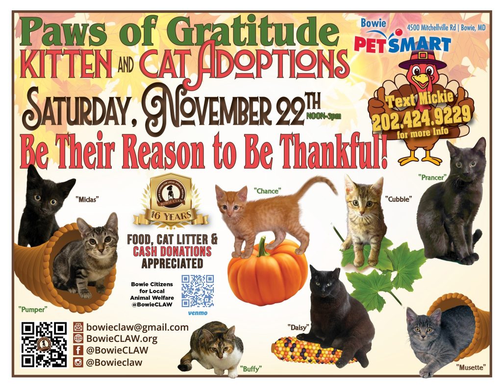A colorful flyer for Paws of Gratitude Kitten and Cat Adoptions on Saturday, November 22nd. Features photos of adoptable cats and kittens with their names, event details, and donation information.