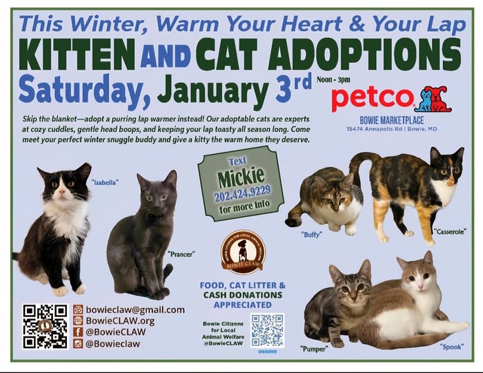 Flyer for a kitten and cat adoption event at Petco on Saturday, January 3rd. Features photos of six cats available for adoption and event details, including contact info and donation requests.