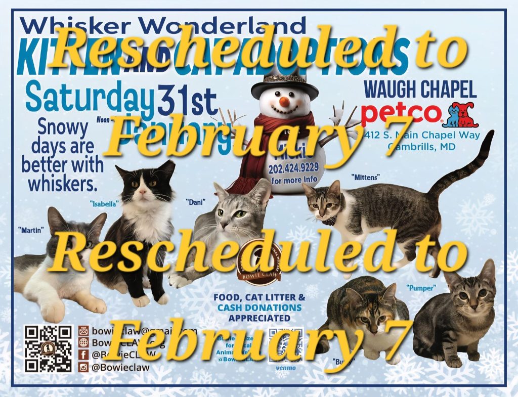 Event flyer for a cat adoption at Petco with images of seven cats and a snowman. Large yellow and blue text says Rescheduled to February 7. Snowflakes and event details appear in the background.