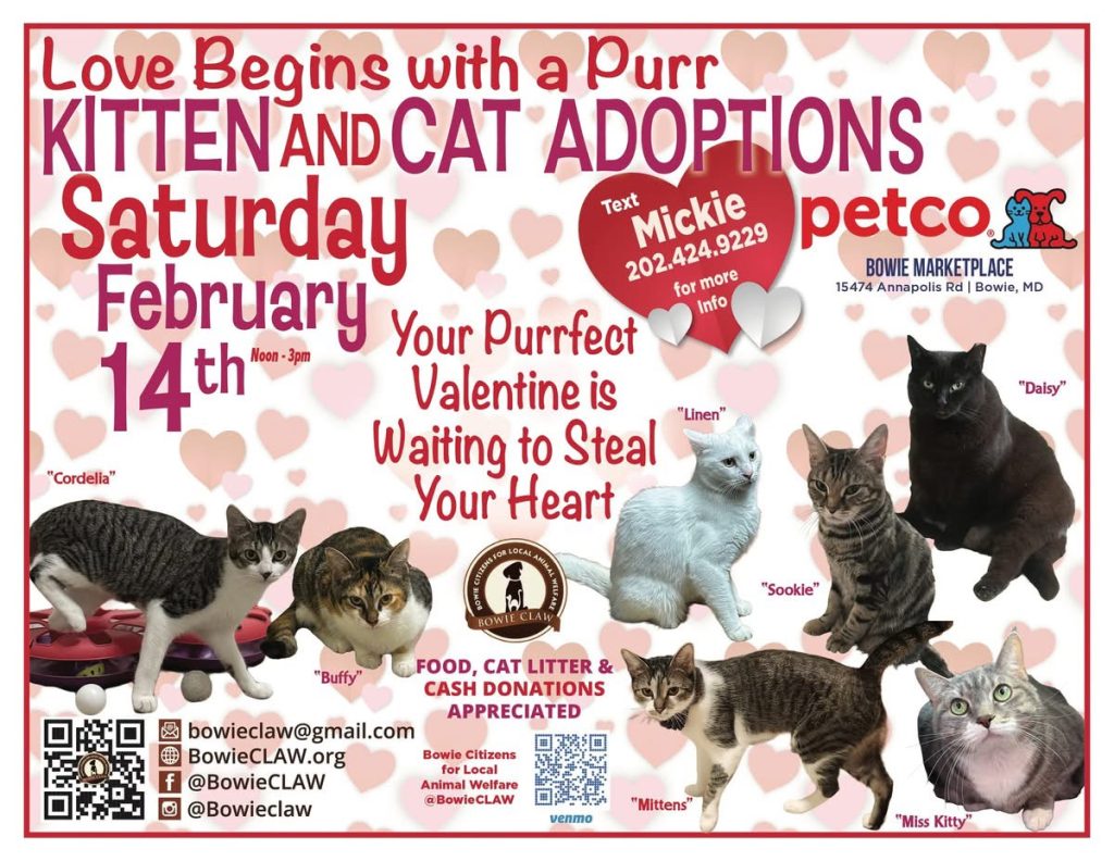 Flyer for a kitten and cat adoption event on Saturday, February 14th, noon to 3pm at Petco in Bowie, MD. Features pictures of adoptable cats and contact info, with a Valentine’s Day theme and red and pink text.