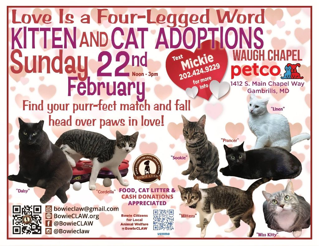 Adoption event flyer with 7 cats pictured and text promoting “Kitten and Cat Adoptions” on February 22nd, at Petco, Gambrills, MD. Event details and social media info are shown against a pink, white, and purple background.