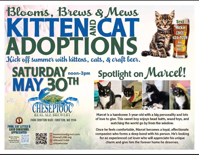 Flyer for a kitten and cat adoption event called Blooms, Brews & Mews on Saturday, May 30th, noon–3pm, at Chesepiooc Brewery, featuring photos of cats, adoption info, and a special spotlight on Marcel the cat.