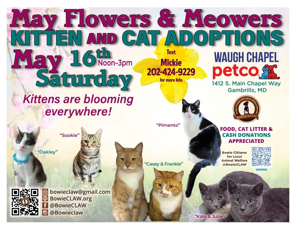 Event flyer for a kitten and cat adoption at Petco on May 16, noon-3pm, featuring photos of six cats with names, and details for Bowie CLAW. Food, litter, and cash donations accepted. Text for info: 202-424-9229.