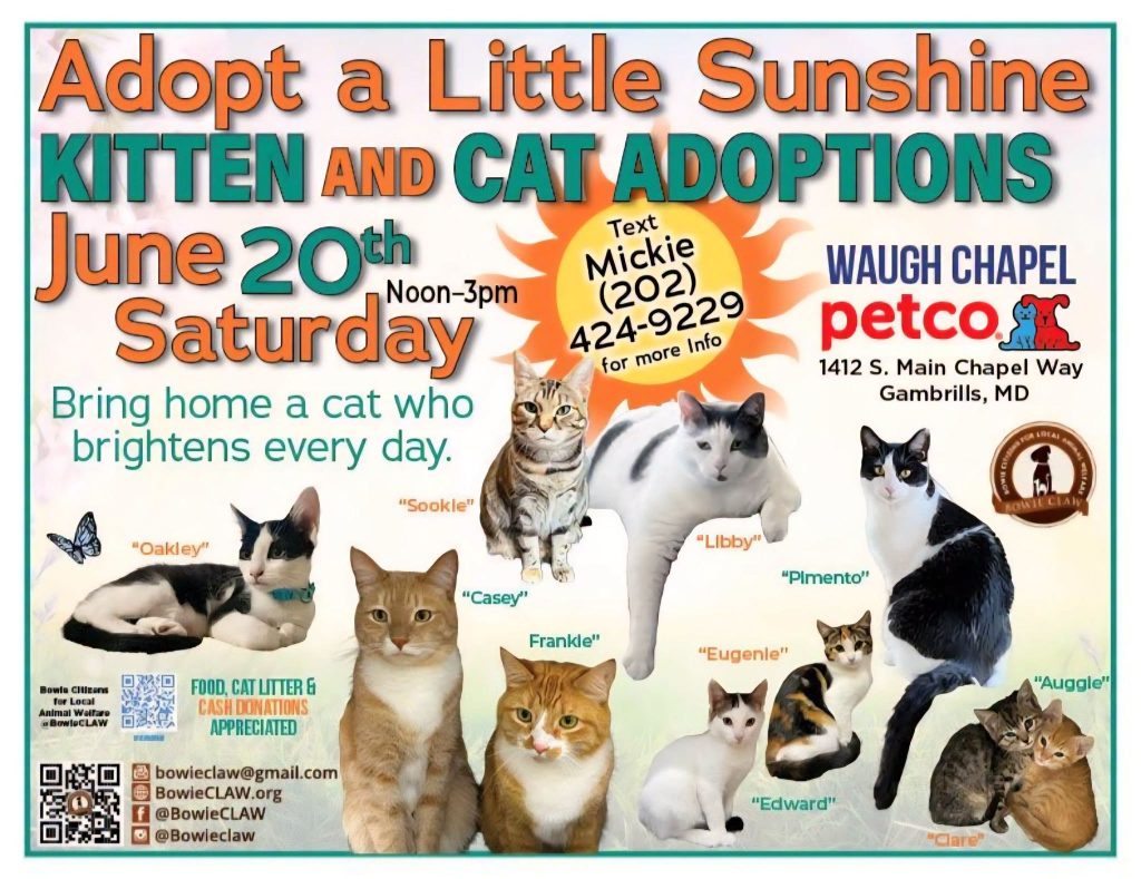 A colorful flyer advertises a kitten and cat adoption event at Petco on June 20th, Saturday, noon–3pm. Several cat photos with names are shown. Contact info, location, and social media details are included.