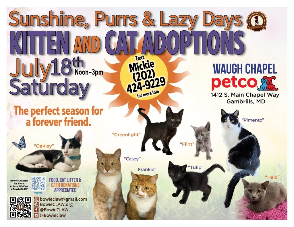 Bright flyer for kitten and cat adoptions on July 18, noon–3pm, at Petco in Gambrills, MD. Features photos of cats with names, event info, and contact number. Text: “Sunshine, Purrs & Lazy Days. Kitten and Cat Adoptions.”.