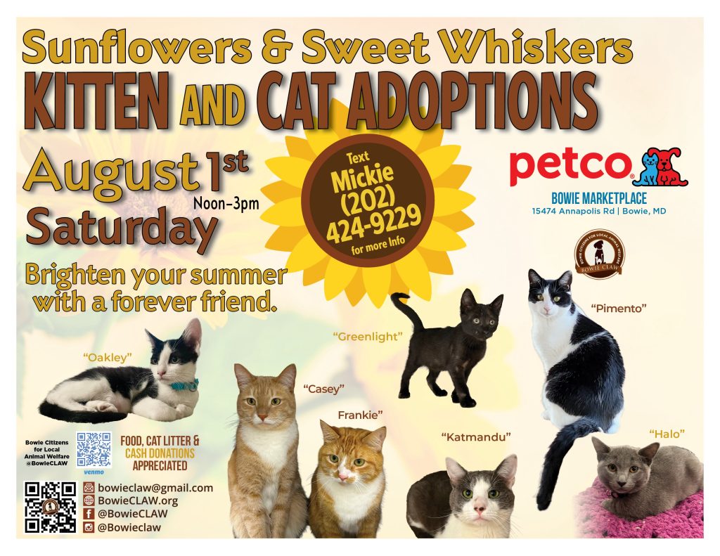 Flyer for a kitten and cat adoption event at Petco in Bowie, MD on August 1st, noon–3pm, featuring cat photos with names, contact info, and encouragement to adopt and brighten your summer.