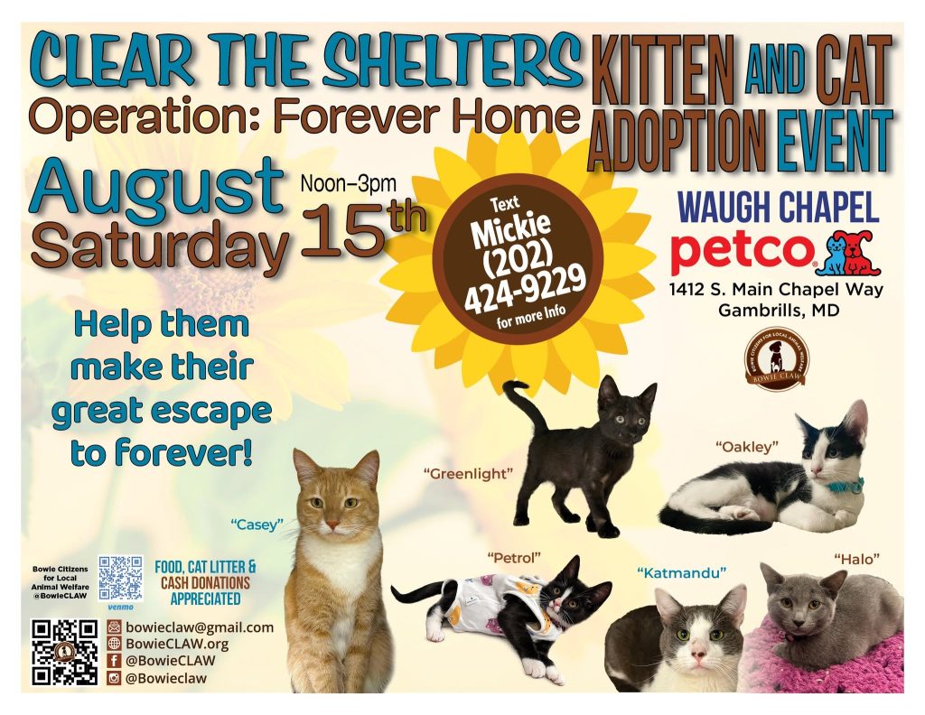 Flyer for a kitten and cat adoption event on August 15, 12–3pm, at Petco, Gambrills, MD. Features photos of six kittens with names and contact info for more details.
