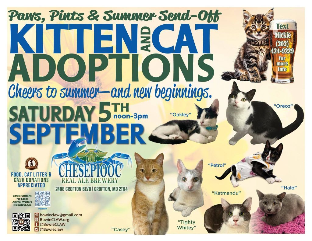 Flyer for a kitten and cat adoption event on September 5th, noon–3pm, at Chesepiooc Real Ale Brewery. Features cat images with names and details about donations. Contact info and social media links included.