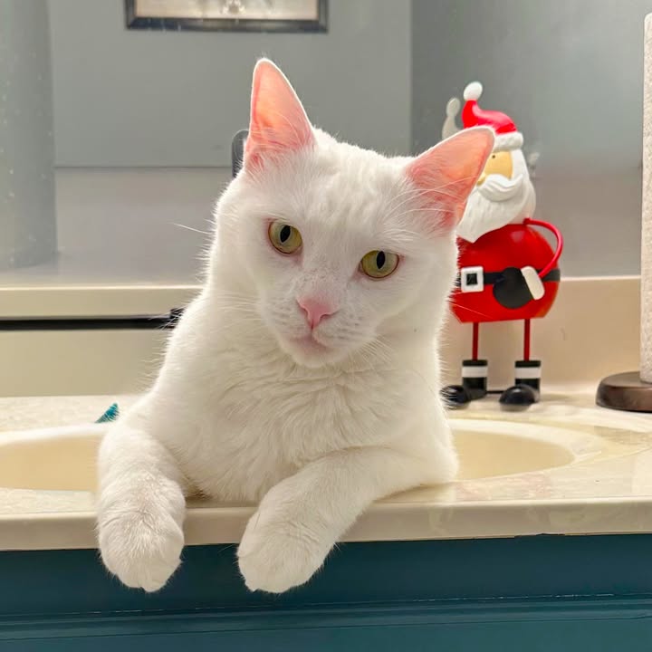 Bowie Citizens for Local Animal Welfare (CLAW)