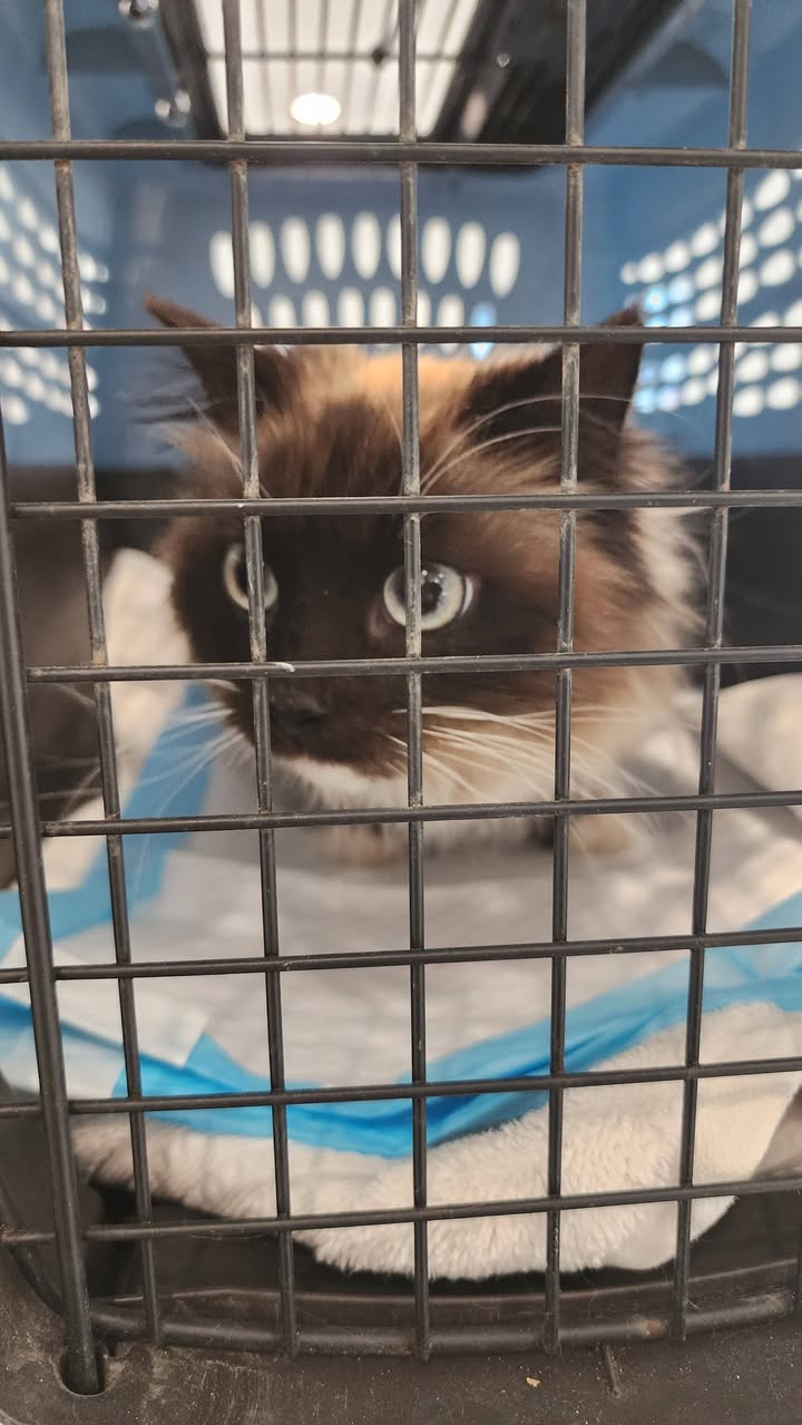 Bowie Citizens for Local Animal Welfare (CLAW)