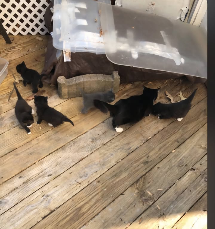 Bowie Citizens for Local Animal Welfare (CLAW)