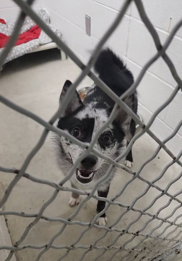 Bowie Citizens for Local Animal Welfare (CLAW)