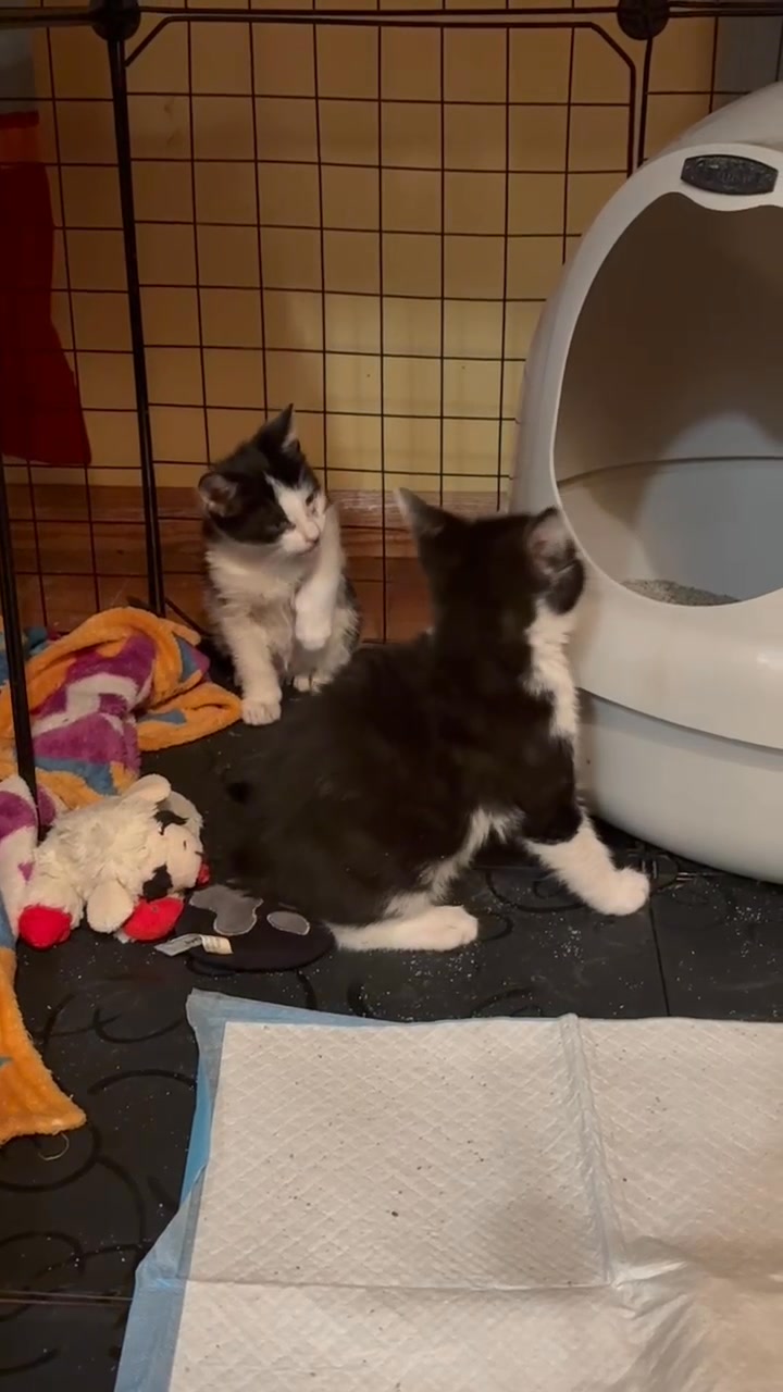 Bowie Citizens for Local Animal Welfare (CLAW)